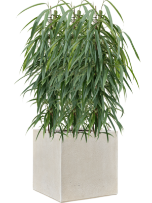 Ficus binnendijkii 'Alii' en Antwerp
