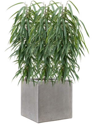 Ficus binnendijkii 'Alii' en Antwerp