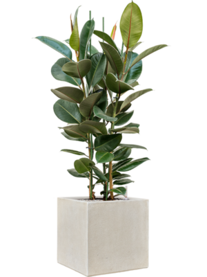 Ficus elastica 'Robusta' en Antwerp