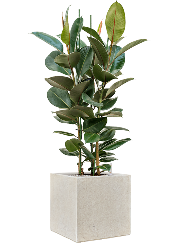 Ficus elastica 'Robusta' en Antwerp, Private label