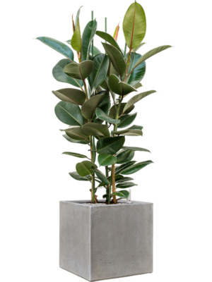 Ficus elastica 'Robusta' en Antwerp