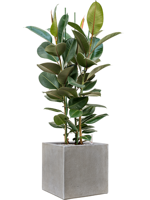 Ficus elastica 'Robusta' en Antwerp, Private label