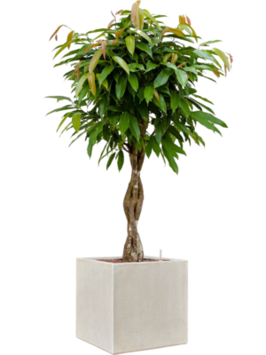 Ficus binnendijkii 'Amstel King' en Antwerp