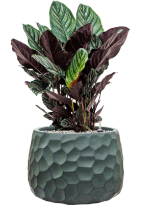 Calathea sanderiana en Baq Tortuga