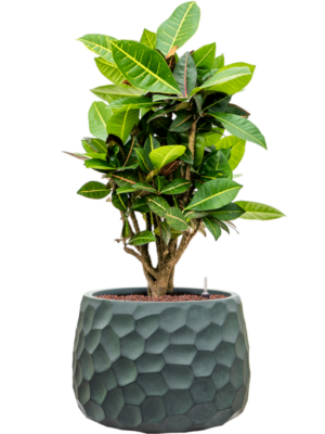 Croton (Codiaeum) variegatum 'Petra' en Baq Tortuga