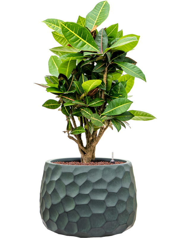 Croton (Codiaeum) variegatum 'Petra' en Baq Tortuga