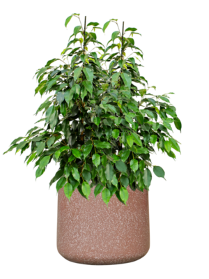 Ficus benjamina 'Danielle' en Baq Terrazzo