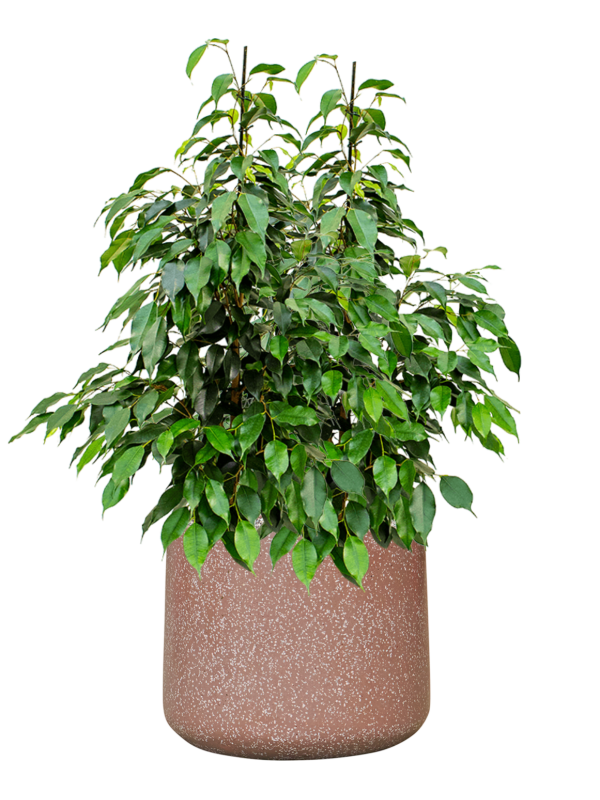 Ficus benjamina 'Danielle' en Baq Terrazzo