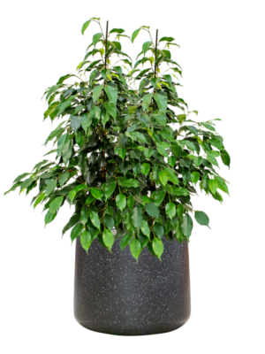 Ficus benjamina 'Danielle' en Baq Terrazzo