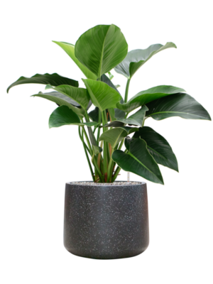 Philodendron 'Green Beauty' en Baq Terrazzo
