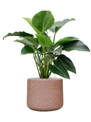 Philodendron 'Green Beauty' en Baq Terrazzo