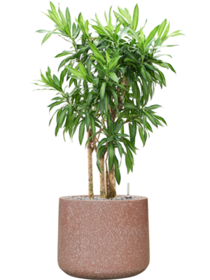 Pleomele reflexa 'Song of Jamaica' en Baq Terrazzo