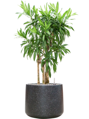 Pleomele reflexa 'Song of Jamaica' en Baq Terrazzo