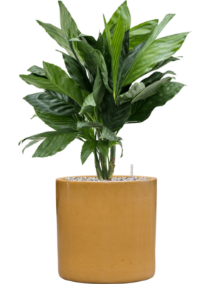 Chamaedorea metallica en Cylinder