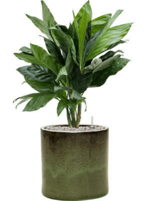 Chamaedorea metallica en Cylinder