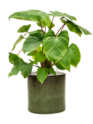 Homalomena rubescens 'Maggy en Cylinder