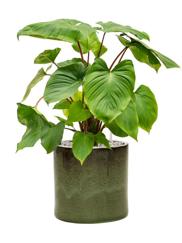 Homalomena rubescens 'Maggy en Cylinder, Ter Steege