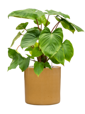 Homalomena rubescens 'Maggy en Cylinder