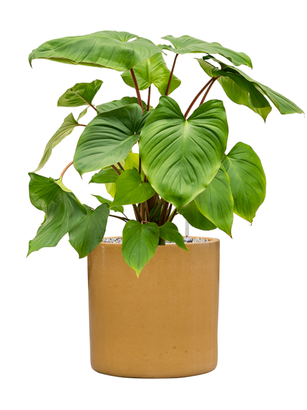 Homalomena rubescens 'Maggy en Cylinder, Ter Steege