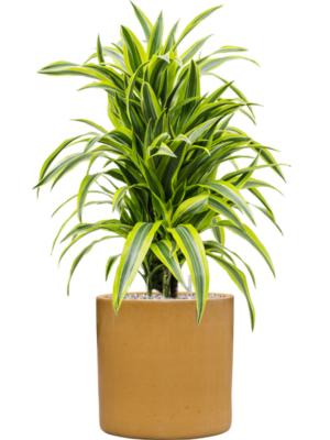 Dracaena fragrans 'Lemon Lime' en Cylinder