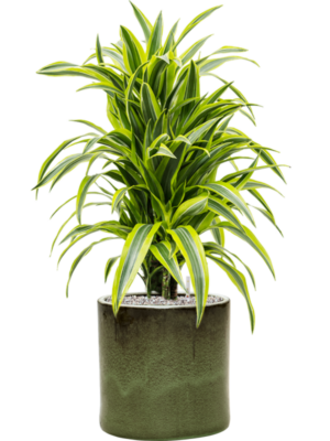 Dracaena fragrans 'Lemon Lime' en Cylinder