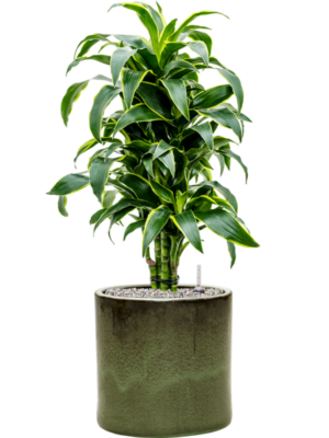 Dracaena fragrans 'Dorado' en Cylinder