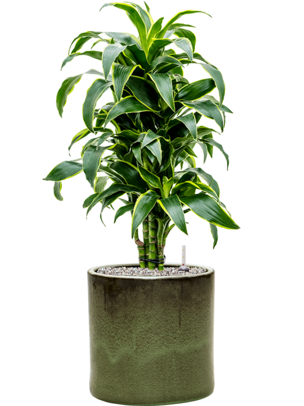 Dracaena fragrans 'Dorado' en Cylinder, Ter Steege