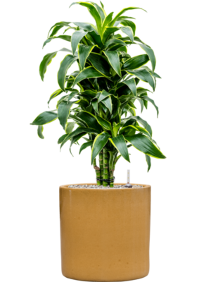 Dracaena fragrans 'Dorado' en Cylinder