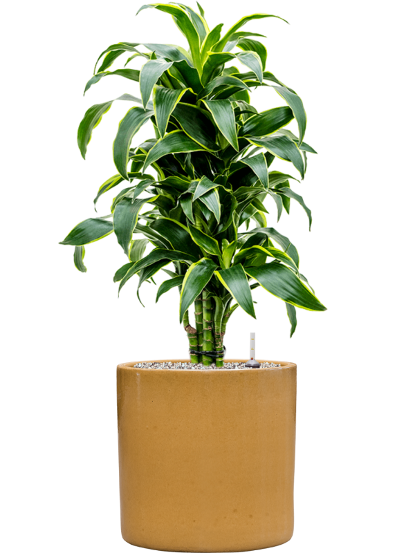 Dracaena fragrans 'Dorado' en Cylinder, Ter Steege