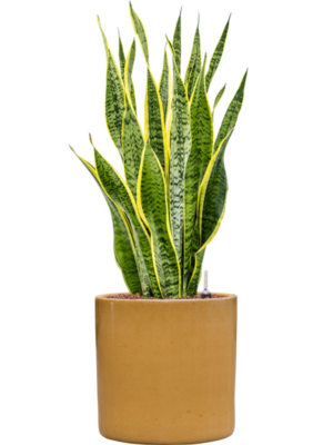 Sansevieria trifasciata 'Laurentii' en Cylinder