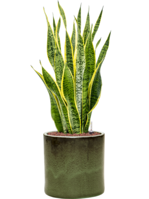 Sansevieria trifasciata 'Laurentii' en Cylinder