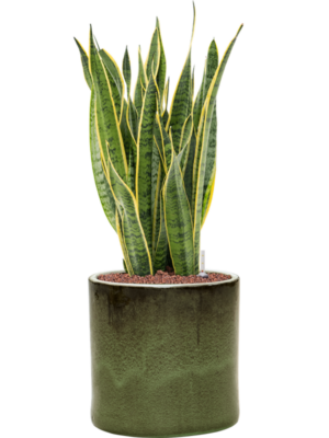 Sansevieria trifasciata 'Laurentii' en Cylinder