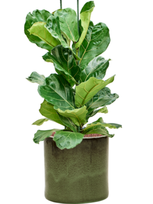 Ficus lyrata en Cylinder