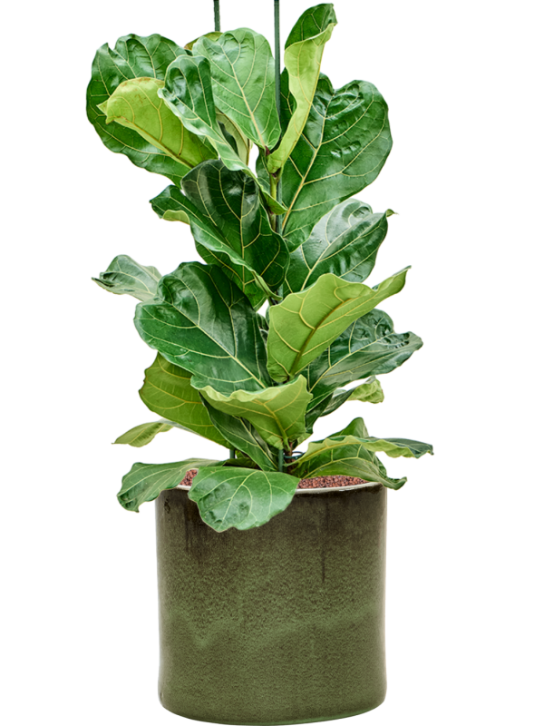 Ficus lyrata en Cylinder, Ter Steege