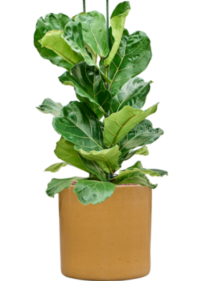 Ficus lyrata en Cylinder