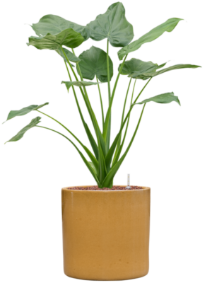 Alocasia cucullata en Cylinder