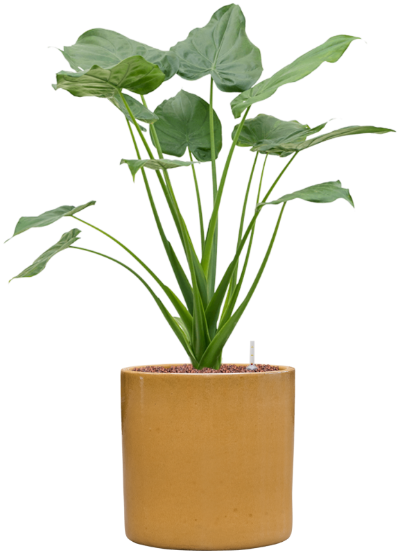 Alocasia cucullata en Cylinder, Ter Steege