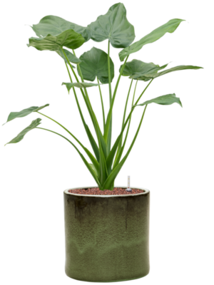 Alocasia cucullata en Cylinder