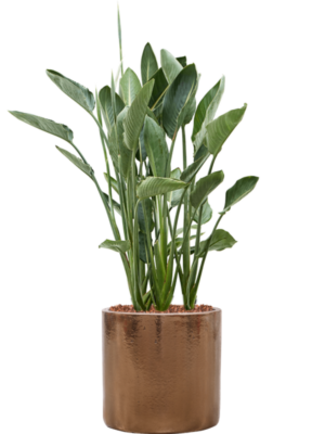 Strelitzia reginae en Cylinder