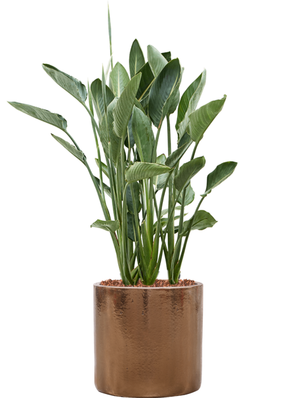 Strelitzia reginae en Cylinder, Ter Steege