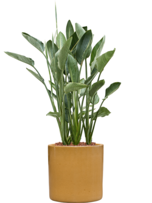Strelitzia reginae en Cylinder