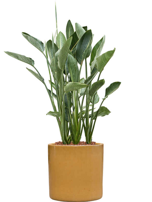 Strelitzia reginae en Cylinder, Ter Steege