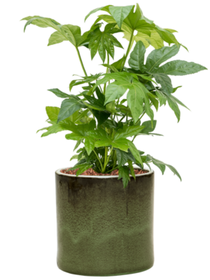 Fatsia japonica en Cylinder