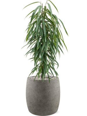 Ficus binnendijkii 'Alii' en Grigio