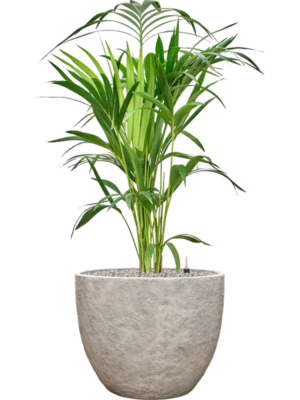 Kentia (Howea) forsteriana en Coast Mountains