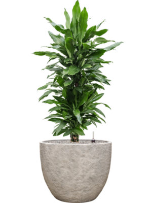 Dracaena fragrans 'Janet Lind' en Coast Mountains