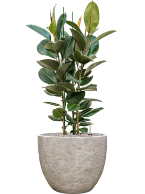 Ficus elastica 'Robusta' en Coast Mountains