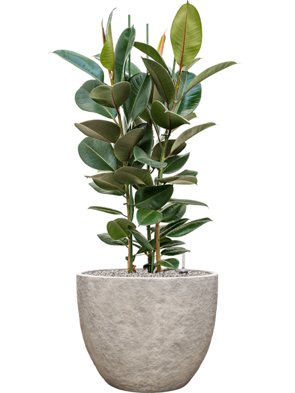 Ficus elastica 'Robusta' en Coast Mountains, Private label