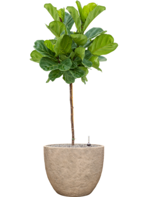 Ficus lyrata en Coast Mountains