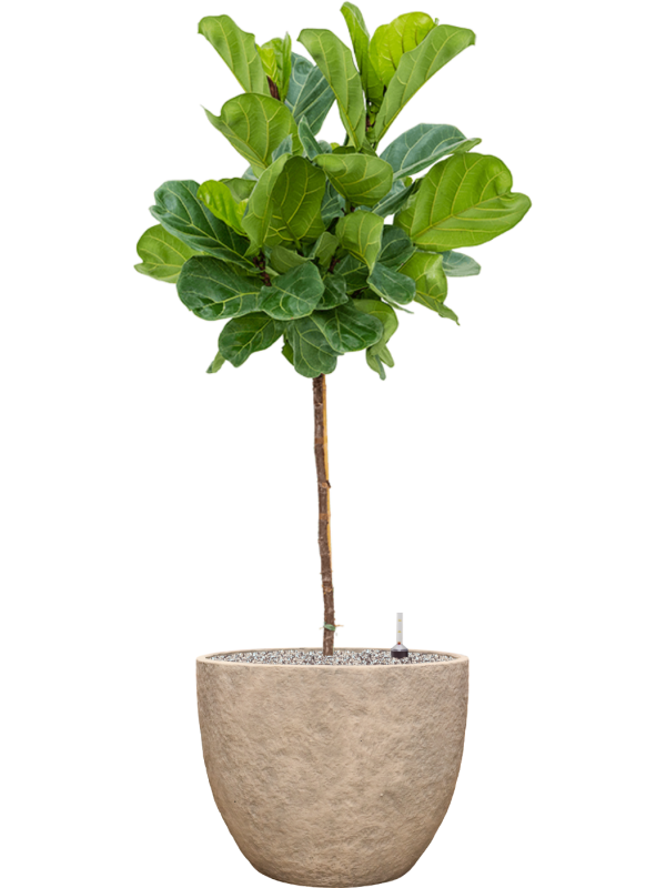 Ficus lyrata en Coast Mountains, Private label